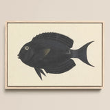 Black Surgeonfish - Luigi Balugani Sea Life Art Print / Canvas, 18x12’’ / 46x31cm / Natural Frame, Posters Prints & Visual Artwork, Toby
