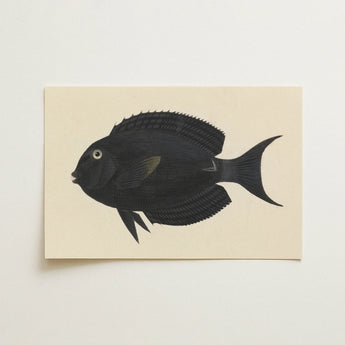 Black Surgeonfish - Luigi Balugani Sea Life Art Print / Canvas, 18x12’’ / 46x31cm / Unframed / no Border, Posters Prints & Visual Artwork,