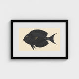 Black Surgeonfish - Luigi Balugani Sea Life Art Print / Canvas Framed Detailed Illustration Fish Intricate, Midnight-hued Glides, Prints