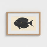 Black Surgeonfish - Luigi Balugani Sea Life Art Print / Canvas Fish Illustration Light Wood Frame, Midnight-hued Glides, Prints