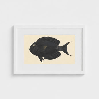 Black Surgeonfish - Luigi Balugani Sea Life Art Print / Canvas Fish Illustration White Frame, Midnight-hued Glides, Prints