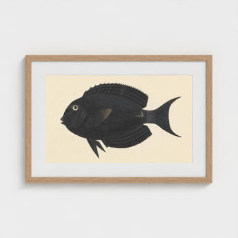 Black Surgeonfish - Luigi Balugani Sea Life Art Print / Canvas Fish Illustration Light Wood Frame, Midnight-hued Glides, Prints