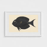 Black Surgeonfish - Luigi Balugani Sea Life Art Print / Canvas Fish Illustration White Frame, Midnight-hued Glides, Prints