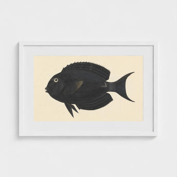 Black Surgeonfish - Luigi Balugani Sea Life Art Print / Canvas Fish Illustration White Frame, Midnight-hued Glides, Prints
