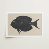Black Surgeonfish - Luigi Balugani Sea Life Art Print / Canvas Fish Illustration Detailed Scales Single White, Midnight-hued Glides, Prints