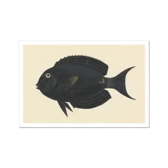 Black Surgeonfish - Luigi Balugani Sea Life Art Print / Canvas, Luigi Balugani, Midnight-hued Fish Glides, Balugani Sea Life