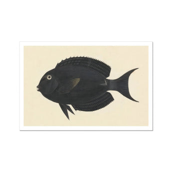 Black Surgeonfish - Luigi Balugani Sea Life Art Print / Canvas Fish Forked Tail Fin Rounded Body Shape, Midnight-hued Glides, Prints