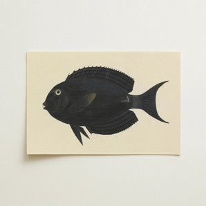 Black Surgeonfish - Luigi Balugani Sea Life Art Print / Canvas Fish Illustration Cream-colored Cardstock, Midnight-hued Glides, Prints