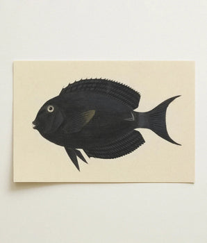 Black Fish Illustration Cream-colored Cardstock Luigi Balugani, Midnight-hued Glides, Sea Life