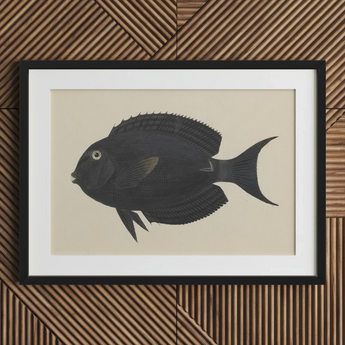 Black Surgeonfish - Luigi Balugani Sea Life Art Print / Canvas, Luigi Balugani, Midnight-hued Fish Glides, Balugani Sea Life
