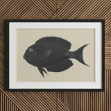 Black Surgeonfish - Luigi Balugani Sea Life Art Print / Canvas Fish Illustration Frame White, Midnight-hued Glides, Prints