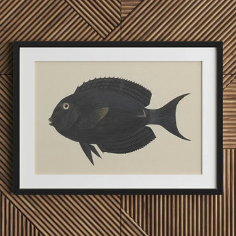 Black Surgeonfish - Luigi Balugani Sea Life Art Print / Canvas Fish Illustration Frame White, Midnight-hued Glides, Prints