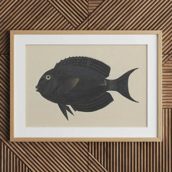 Black Surgeonfish - Luigi Balugani Sea Life Art Print / Canvas Fish Illustration Light Wood Frame White, Midnight-hued Glides, Prints