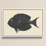 Black Surgeonfish - Luigi Balugani Sea Life Art Print / Canvas, Luigi Balugani, Midnight-hued Fish Glides, Balugani Sea Life