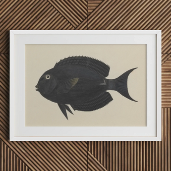 Black Surgeonfish - Luigi Balugani Sea Life Art Print / Canvas, Luigi Balugani, Midnight-hued Fish Glides, Balugani Sea Life