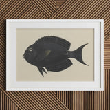 Black Surgeonfish - Luigi Balugani Sea Life Art Print / Canvas Fish Illustration White Frame, Midnight-hued Glides, Prints