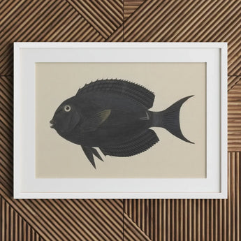 Black Surgeonfish - Luigi Balugani Sea Life Art Print / Canvas Fish Illustration White Frame, Midnight-hued Glides, Prints