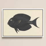 Black Surgeonfish - Luigi Balugani Sea Life Art Print / Canvas Fish Illustration White Frame, Midnight-hued Glides, Prints