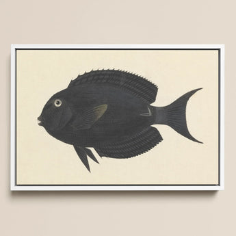 Black Surgeonfish - Luigi Balugani Sea Life Art Print / Canvas Fish Illustration White Frame, Midnight-hued Glides, Prints