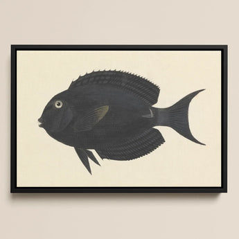 Black Surgeonfish - Luigi Balugani Sea Life Art Print / Canvas, Luigi Balugani, Midnight-hued Fish Glides, Balugani Sea Life