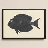 Black Surgeonfish - Luigi Balugani Sea Life Art Print / Canvas Black Framed Artwork Detailed Illustration Fish Subtle Gray Luigi Balugani,