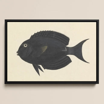 Black Surgeonfish - Luigi Balugani Sea Life Art Print / Canvas Black Framed Artwork Detailed Illustration Fish Subtle Gray Luigi Balugani,