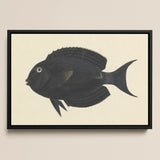 Black Surgeonfish - Luigi Balugani Sea Life Art Print / Canvas Framed Artwork Detailed Illustration Fish Subtle Gray, Midnight-hued Glides,