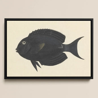 Black Surgeonfish - Luigi Balugani Sea Life Art Print / Canvas Framed Artwork Detailed Illustration Fish Subtle Gray, Midnight-hued Glides,