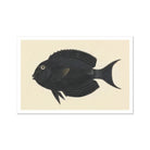 Black Surgeonfish - Luigi Balugani Sea Life Art Print, Black Fish Forked Tail Fin Rounded Body Shape