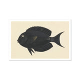 Schwarzer Doktorfisch - Luigi Balugani Meeresleben-Kunstdruck / Leinwand, 17x12’’ / A3 / Ungeahmt / Weißer Rand, Poster Drucke & Visuelle Kunstwerke,