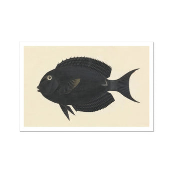 Schwarzer Doktorfisch - Luigi Balugani Meeresleben-Kunstdruck / Leinwand, 17x12’’ / A3 / Ungeahmt / Weißer Rand, Poster Drucke & Visuelle Kunstwerke,