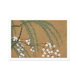 Blossoms from Momoyogusa - Kamisaka Sekka Art Print / Canvas Delicate White Cherry Pine Needles Brown Backdrop Sekka’s, Meiji Era’s