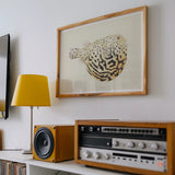 Blowfish - Luigi Balugani Sea Life Art Print / Canvas, Posters Prints & Visual Artwork, Toby Leon