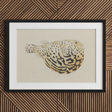 Blowfish - Luigi Balugani Sea Life Art Print / Canvas, 30x20’’ / 76x51cm / Black Frame / Matboard, Posters Prints & Visual Artwork, Toby