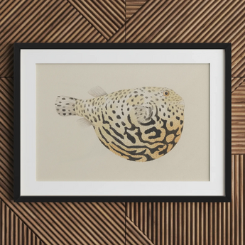 Blowfish - Luigi Balugani Sea Life Art Print / Canvas, 30x20’’ / 76x51cm / Black Frame / Matboard, Posters Prints & Visual Artwork, Toby