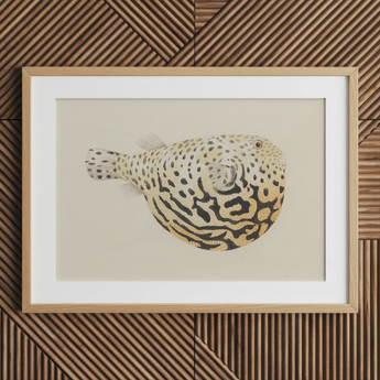 Blowfish - Luigi Balugani Sea Life Art Print / Canvas, 30x20’’ / 76x51cm / Natural Frame / Matboard, Posters Prints & Visual Artwork, Toby