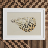 Blowfish - Luigi Balugani Sea Life Art Print / Canvas, 30x20’’ / 76x51cm / White Frame / Matboard, Posters Prints & Visual Artwork, Toby
