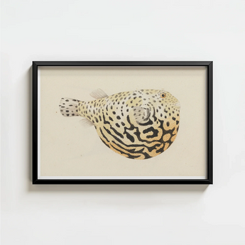 Framed Illustration Pufferfish Intricate Black Beige Patterns Body Luigi Balugani’s Sketchbook, Puffed-up Charmer, Balugani Sea Life