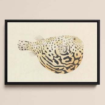 Blowfish - Luigi Balugani Sea Life Art Print / Canvas, 18x12’’ / 46x31cm / Black Frame, Posters Prints & Visual Artwork, Toby Leon