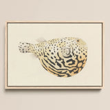 Blowfish - Luigi Balugani Sea Life Art Print / Canvas, 18x12’’ / 46x31cm / Natural Frame, Posters Prints & Visual Artwork, Toby Leon