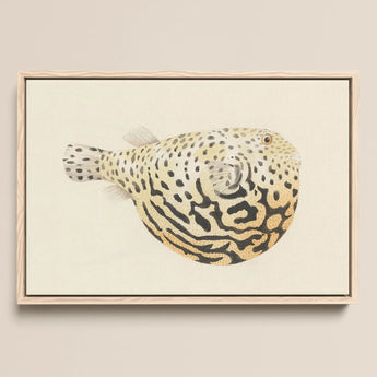 Blowfish - Luigi Balugani Sea Life Art Print / Canvas, 18x12’’ / 46x31cm / Natural Frame, Posters Prints & Visual Artwork, Toby Leon