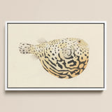 Blowfish - Luigi Balugani Sea Life Art Print / Canvas, 18x12’’ / 46x31cm / White Frame, Posters Prints & Visual Artwork, Toby Leon