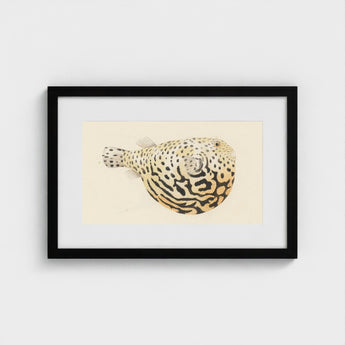 Blowfish - Luigi Balugani Sea Life Art Print / Canvas Framed Watercolor Illustration Spotted Pufferfish Intricate Black Beige Balugani’s