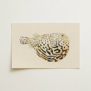 Blowfish - Luigi Balugani Sea Life Art Print / Canvas, 18x12’’ / 46x31cm / Unframed / no Border, Posters Prints & Visual Artwork, Toby Leon
