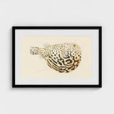 Blowfish - Luigi Balugani Sea Life Art Print / Canvas Framed Watercolor Illustration Spotted Pufferfish Intricate Black Beige Balugani’s