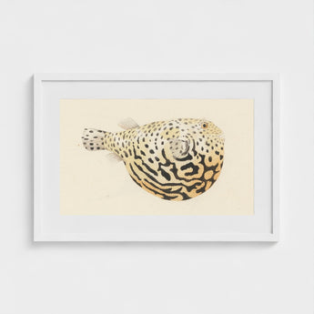 Blowfish - Luigi Balugani Sea Life Art Print / Canvas Framed Watercolor Illustration Spotted Pufferfish Intricate Black Beige Balugani’s