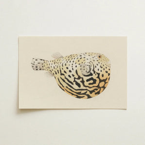 Blowfish - Luigi Balugani Sea Life Art Print / Canvas Delicately Illustrated Spotted Pufferfish Cream-colored Cardstock Intricate