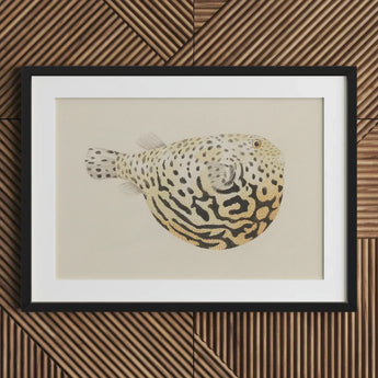 Blowfish - Luigi Balugani Sea Life Art Print / Canvas Framed Artwork Detailed Illustration Spotted Pufferfish Intricate Black Balugani’s