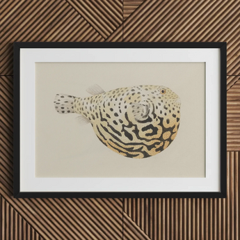 Blowfish - Luigi Balugani Sea Life Art Print / Canvas Framed Artwork Detailed Illustration Spotted Pufferfish Intricate Black Luigi