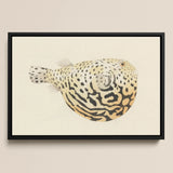 Blowfish - Luigi Balugani Sea Life Art Print / Canvas Framed Illustration Spotted Pufferfish Intricate Black Beige Patterns Balugani’s